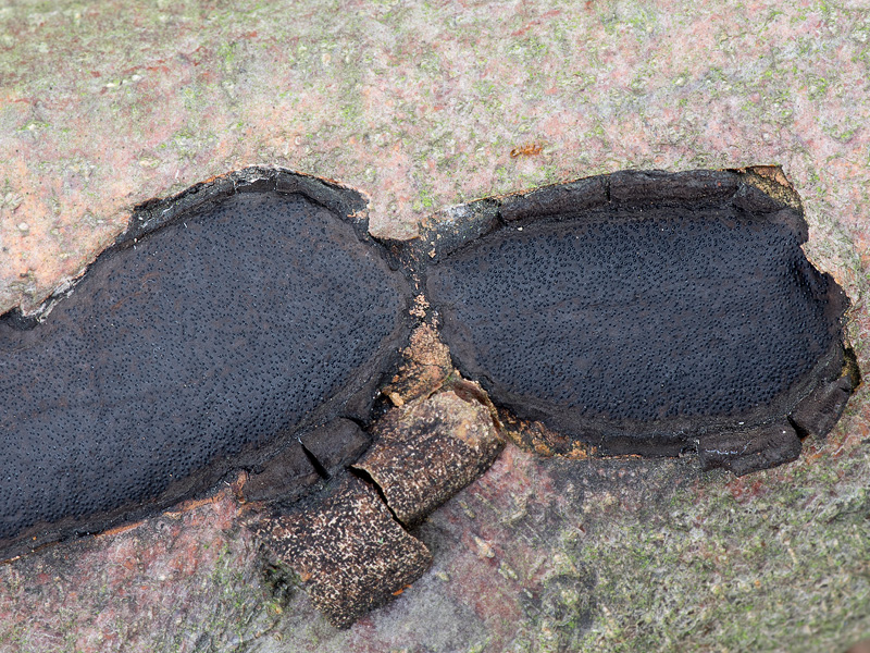 Biscogniauxia mediterranea